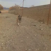 سگ نگهبان|سگ|فشاپویه, |دیوار