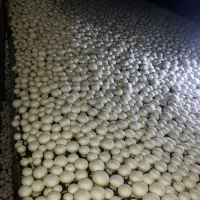 استخدام نیرو در کارخانه قارچ