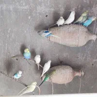 اسپانگل|پرنده|سرخنکلاته, |دیوار