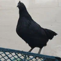 انواع جوجه و مرغ و خروس محلی و نژاد دار|حیوانات مزرعه|طبس, |دیوار