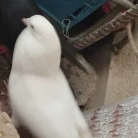 ... گمشده