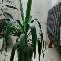 گل.