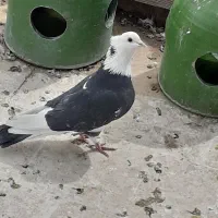 ۷تا کفتر درجه یک