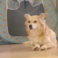 سگ اشپیتز گم شده  (20 میلیون مژدگانی به یابنده)