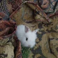 خرگوش لوپ هلندی