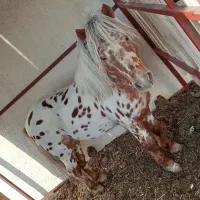 اسب تربیت...اسب|اسب و تجهیزات اسبسواری|قم, پردیسان|دیوار