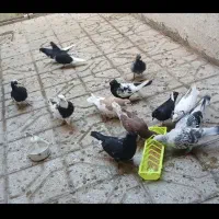 کفتر کبوتر شامی مصری طوقی سبز یهودی