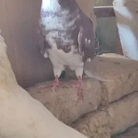 کبوتر نر پرشی|پرنده|ایوان, |دیوار