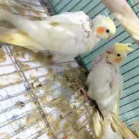 جوجه عروس هلندی سرلاکی