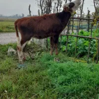 لیشه ماستی|حیوانات مزرعه|کوچصفهان, |دیوار