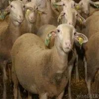 نیازمند فردی برای کار در دامداری