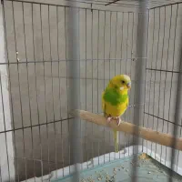 مرغ عشق خوش رنگ|پرنده|مشکیندشت, |دیوار