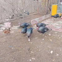 دوبقلمون نر ویک ماده