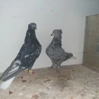 کبوتر دم سفید