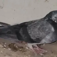 کبوترگمشده