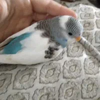 مرغ عشق دستی رام|پرنده|کرمان, |دیوار