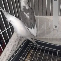 عروس هلند نر و ماده مولد|پرنده|ایرانشهر, |دیوار