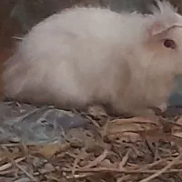 خرگوش پشمالو دونه|موش و خرگوش|سراوان, |دیوار