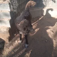 سگ قدر جونی نر