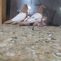 کبوتر|پرنده|تبریز, |دیوار