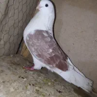 کفتر نوک ریز  نسل قدیم