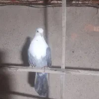 کله سفید سبز نر گرفتنی بدون پر پا