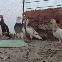 کبوتر صید