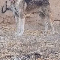 واگذاری سگ سراب افغان آلابای  پژدر|سگ|کرمانشاه, |دیوار