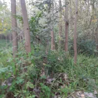 فروش عمده درخت صنوبر (تبریزی)|گل و گیاه طبیعی|لنگرود, |دیوار