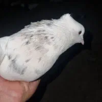 کبوتر طوقی و قره سوری