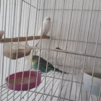 مرغ عشق|پرنده|بیرجند, |دیوار