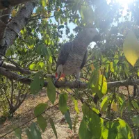 کاسکوی رام و اهلی|پرنده|گلپایگان, |دیوار