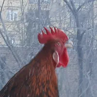 خروس