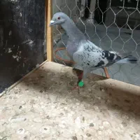 کبوتر