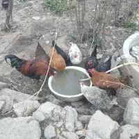 مرغ خروس اردک