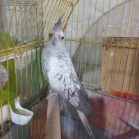 عروس هلندی ماده ایزابلا|پرنده|شیراز, شهرک مطهری|دیوار