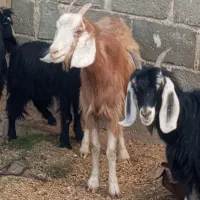 کهر ماده چاق در جم|حیوانات مزرعه|جم, |دیوار