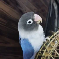 کوتوله برزیلی