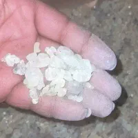 فروش سقز کوهی درجه یک تمیز و خشک