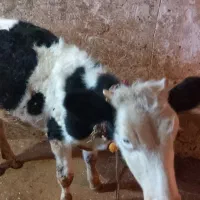 گوساله|حیوانات مزرعه|دالاهو, |دیوار