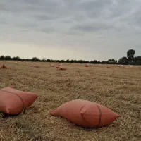 کاه گندوم کوبیده شده