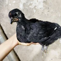 جوجه استرالوپ مشکی|حیوانات مزرعه|همدان, |دیوار