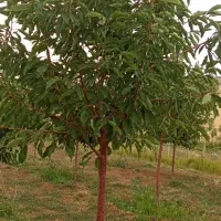 باغ ۴۰۰۰ متری آب لوله کشی مجوز رسمی سرمایه گذاری|فروش خانه و ویلا|بلبان آباد, |دیوار