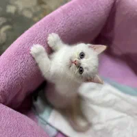 گربه اسکاتیش