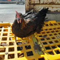 جوجه خروس ومرغ