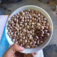 سلام لوبیا چیتی ولودیا قرمز