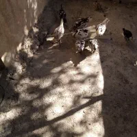 بوقلمون نر و ماده و نیمچه|حیوانات مزرعه|سنندج, |دیوار