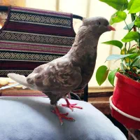 کبوتر دم سفید نر مست