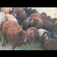 بره-پروار-میش