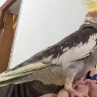 سلام عروس هلندی